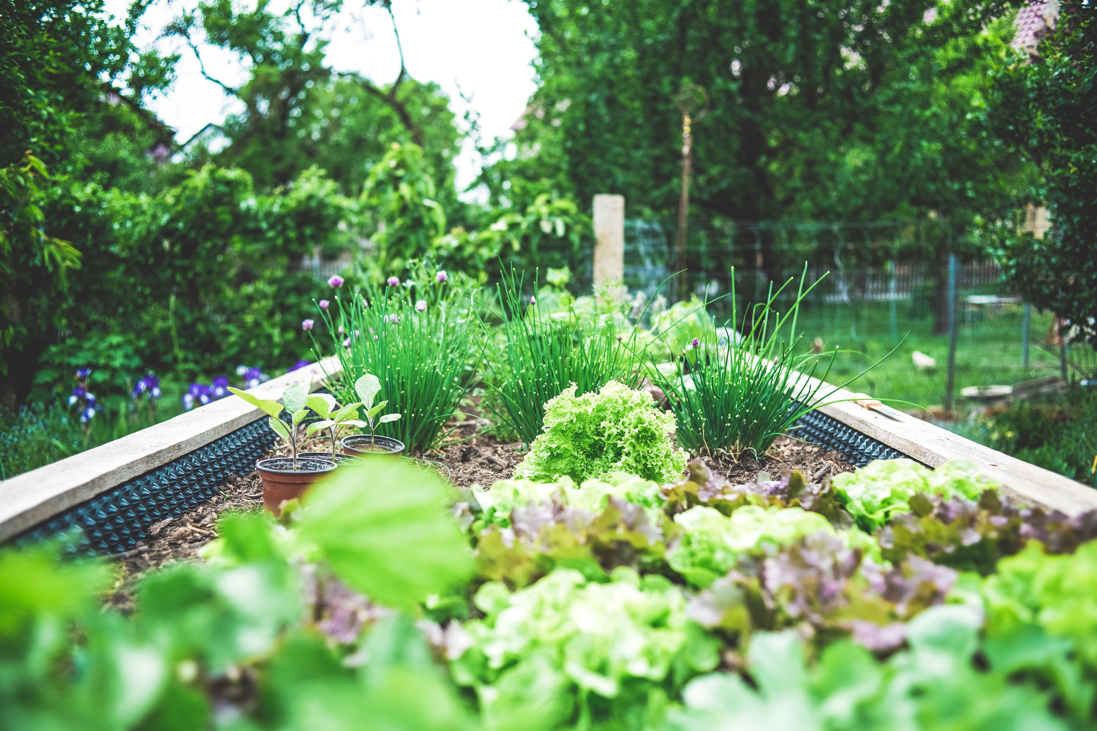 How to create a sustainable garden